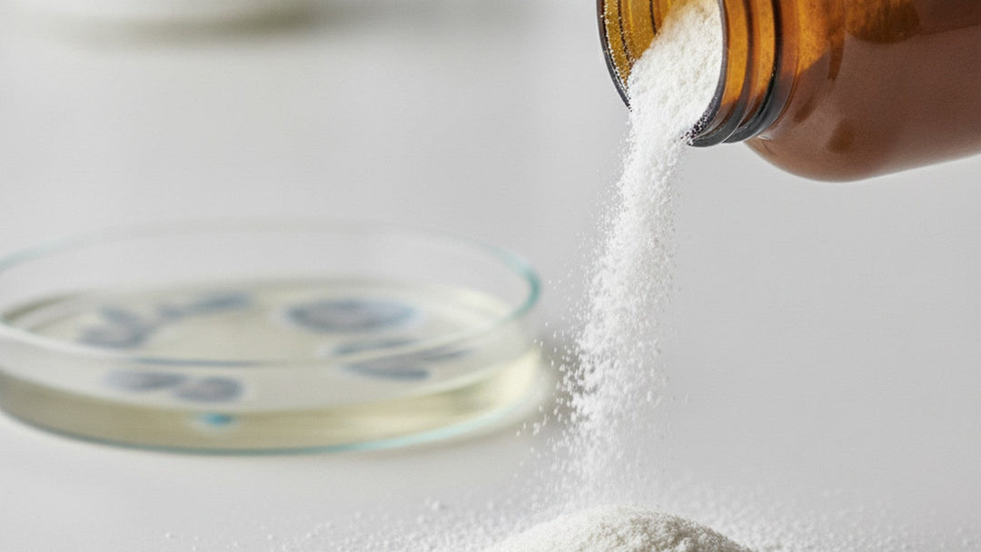 White powder supplement beside laboratory cell culture dish