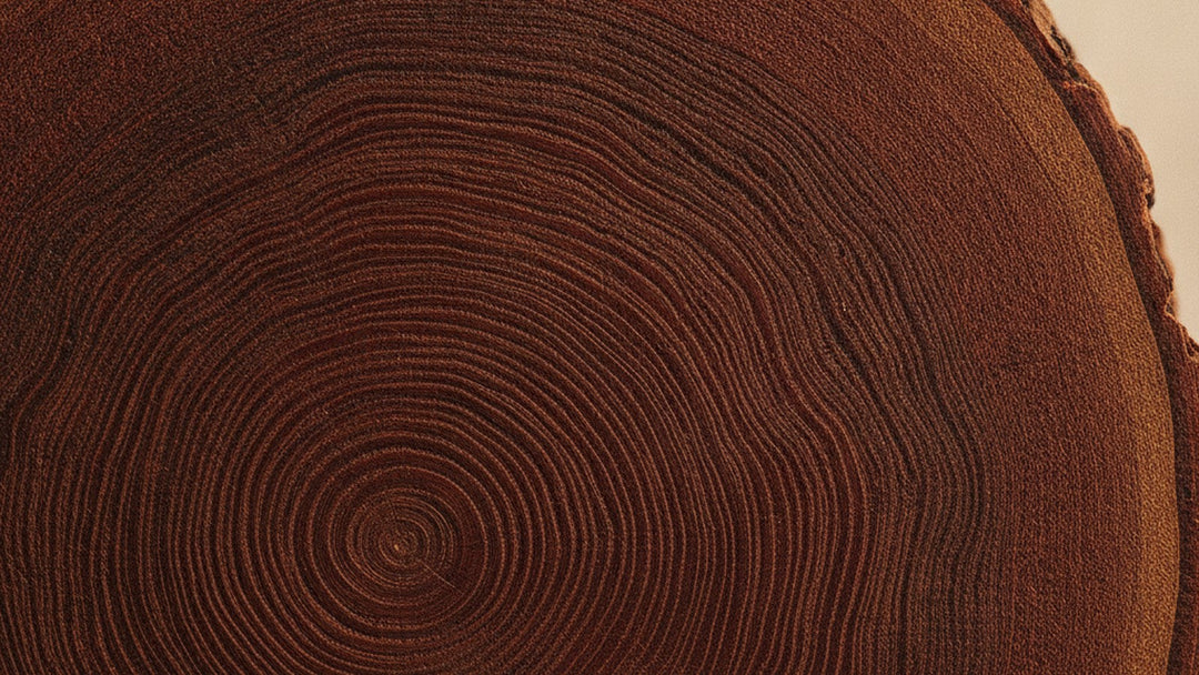 Cross-section of heartwood showing natural grain and rings