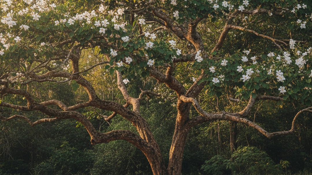 Bauhinia forficata tree with white flowers and split leaves