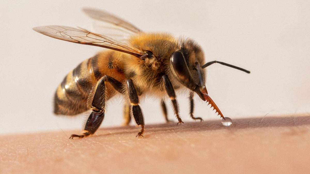 Honeybee with stinger extended approaching skin surface