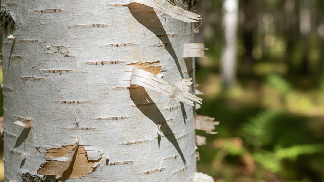 White birch tree bark texture with horizontal markings
