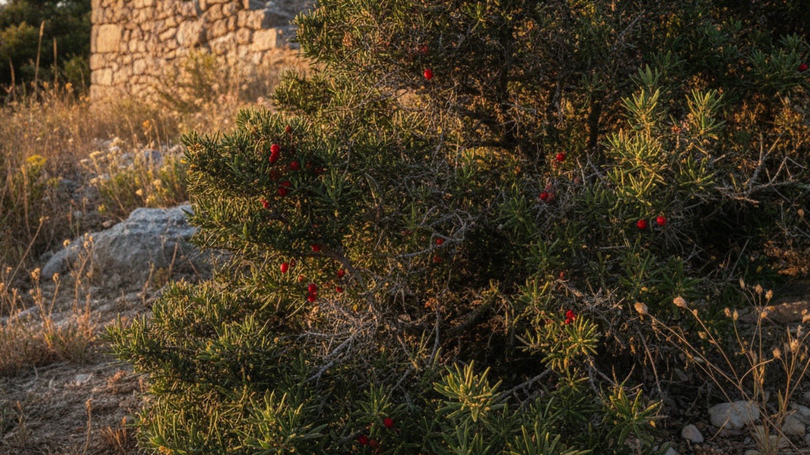 Butcher's broom shrub with spiky leaves and red berries on Mediterranean hillside
