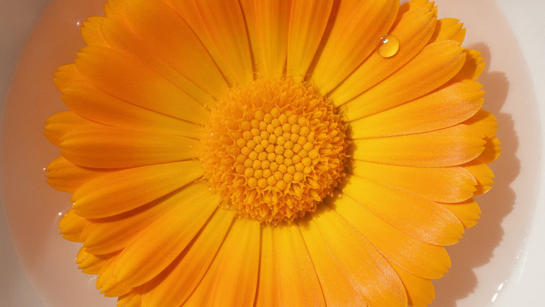 Orange calendula marigold flower floating in water dish