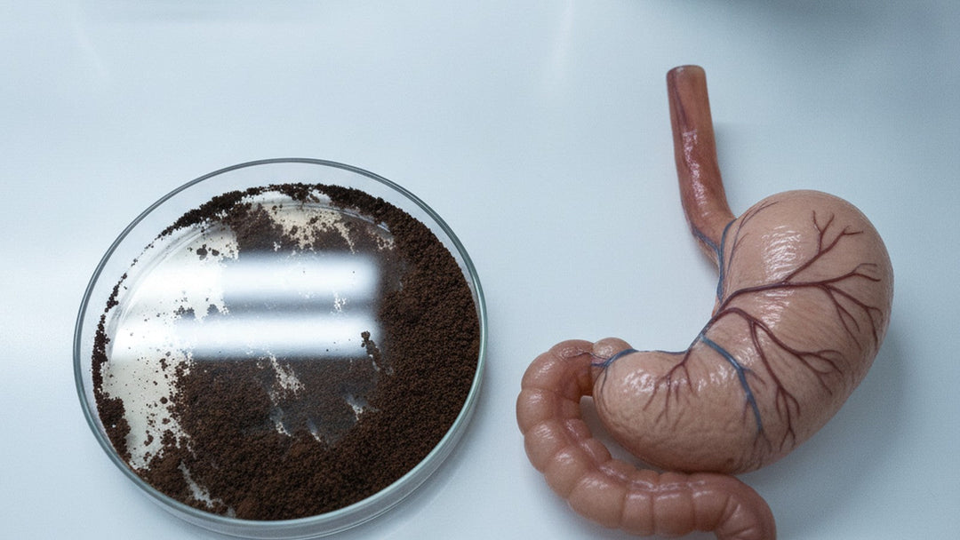 Petri dish with chaga extract next to anatomical stomach model on lab bench