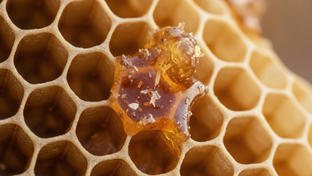 Golden propolis resin on honeycomb surface