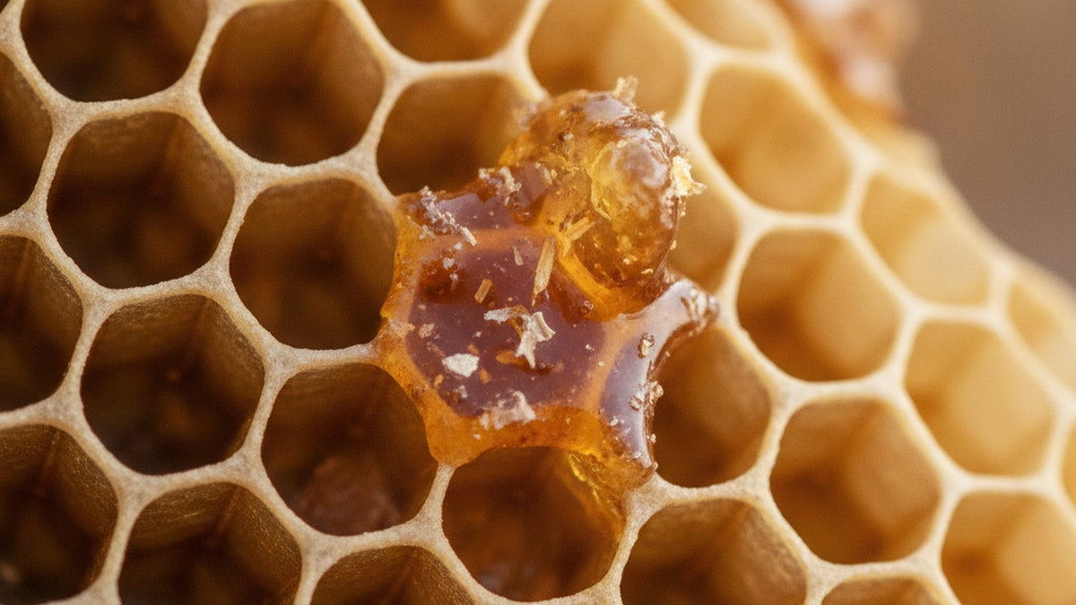 Golden propolis resin on honeycomb surface