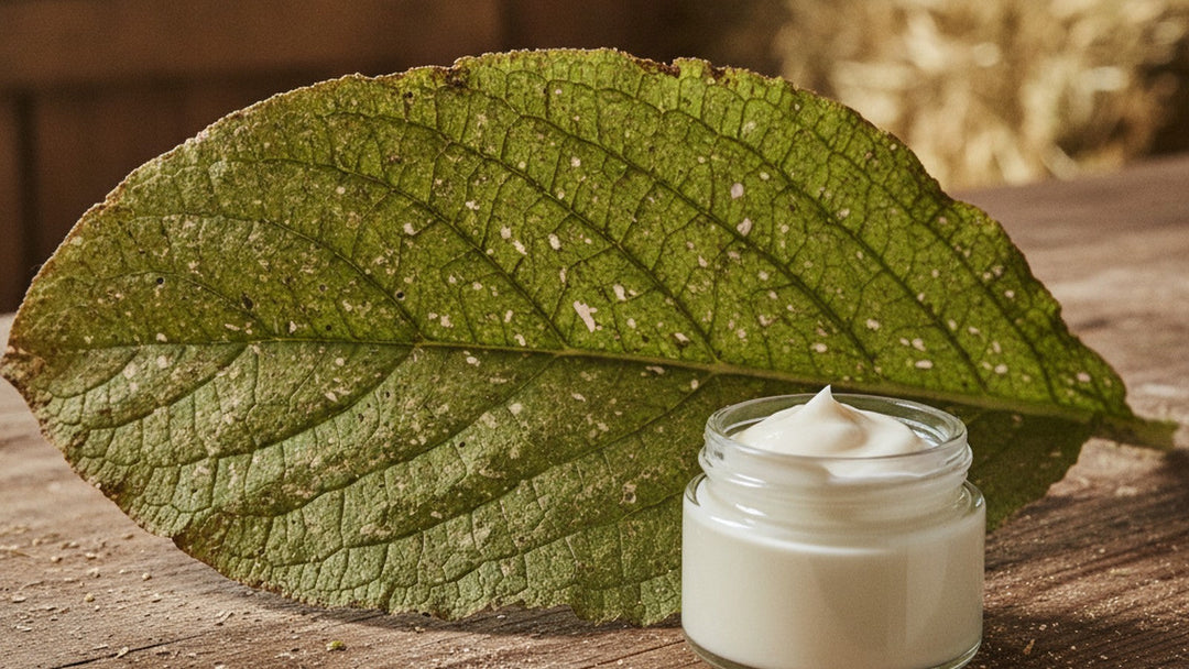 Comfrey leaf and cream jar on wooden surface