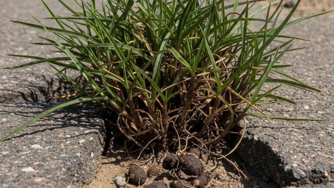 Purple nutsedge plants growing through pavement with visible tubers