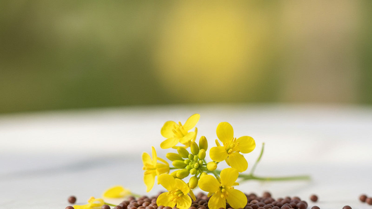 Yellow mustard flowers and scattered mustard seeds on white marble
