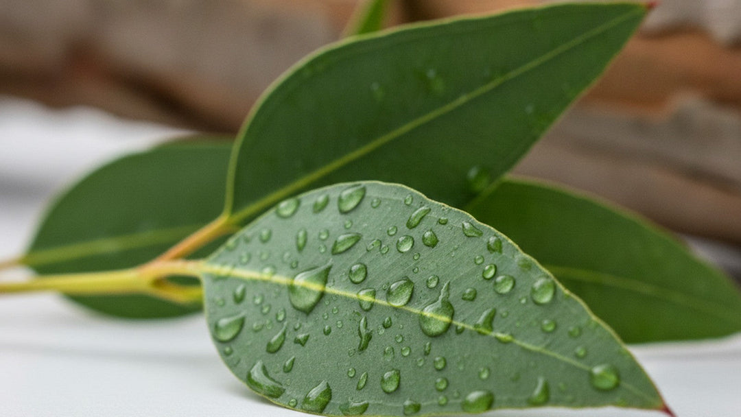 Eucalyptus leaves with water droplets on white surface