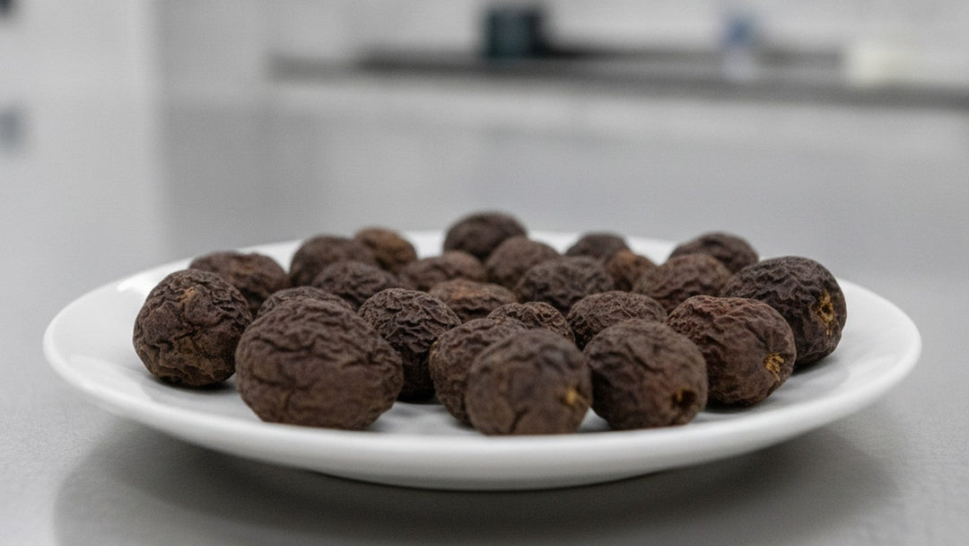 Dried evodia fruit on white plate in laboratory setting