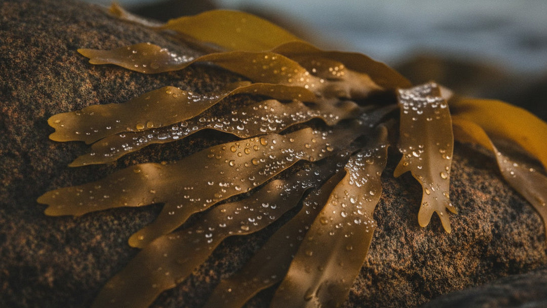 Brown kelp seaweed on coastal rocks with water droplets