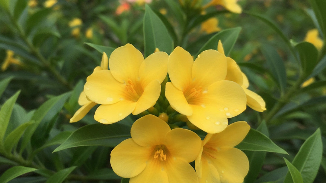 Yellow galphimia glauca flowers in bloom