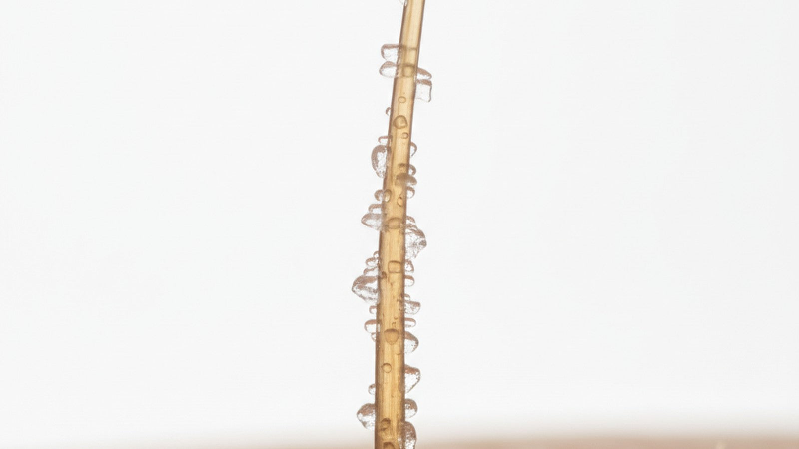 Macro photograph of hair shaft with mineral deposits