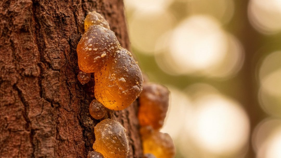 Guggul resin beads on tree bark