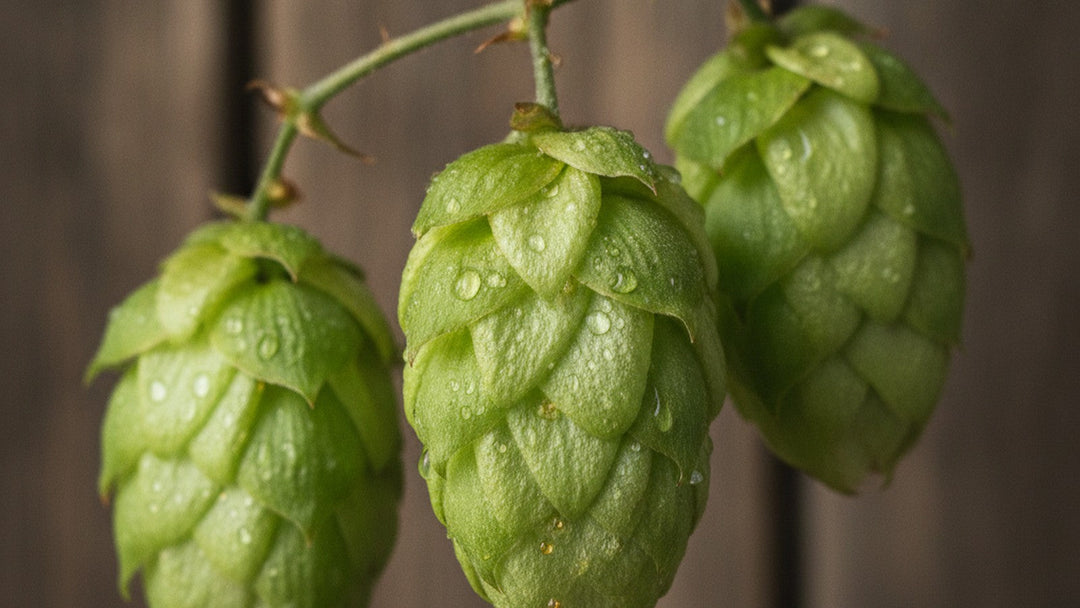 Fresh green hop cones with visible resin glands on dark wood background