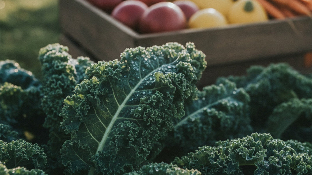 Fresh kale leaves with water droplets in morning light