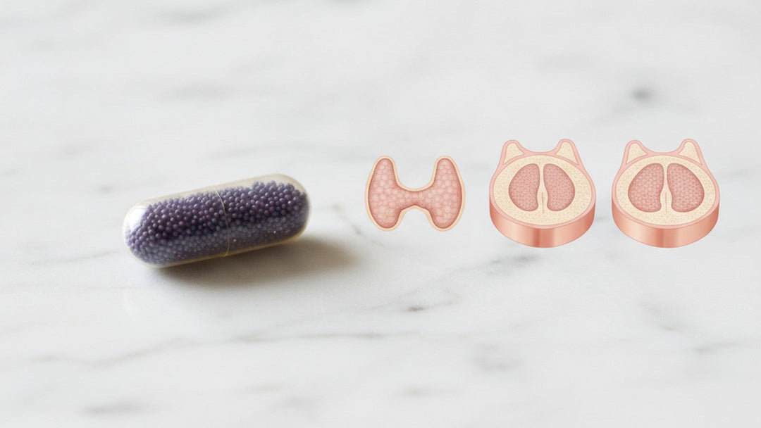 Manganese supplement capsule beside thyroid tissue cross-section on white surface