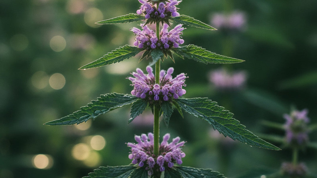 Fresh motherwort plant with purple flowers and serrated leaves