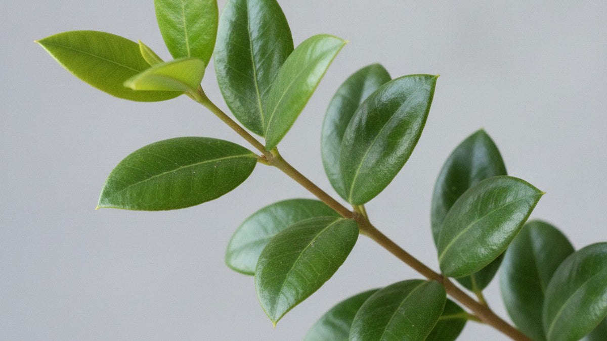 Fresh myrtle leaves on neutral background
