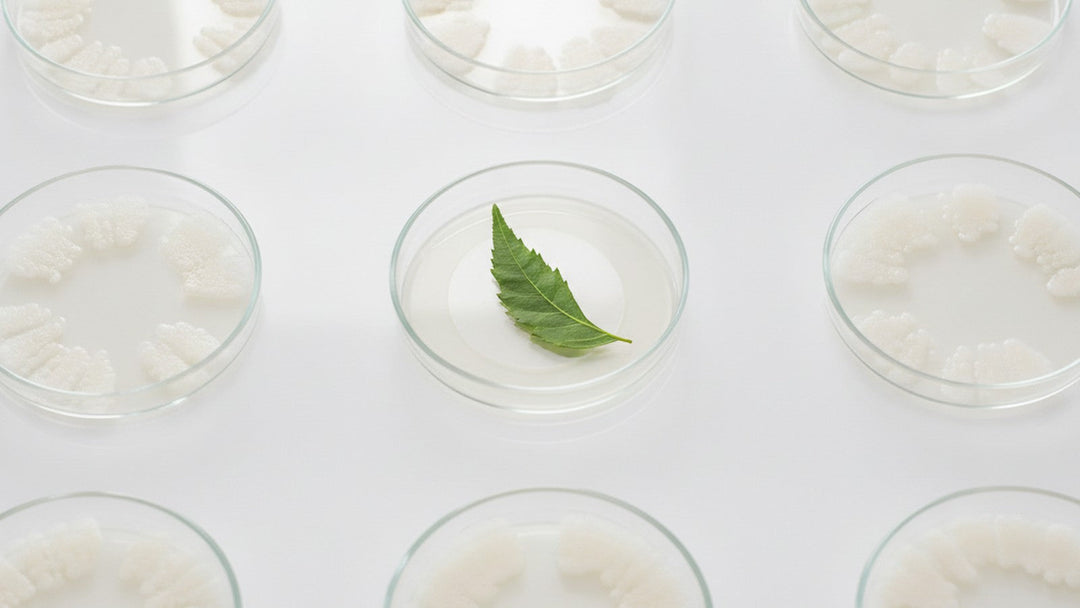 Petri dishes with bacterial cultures showing inhibition zone around neem leaf