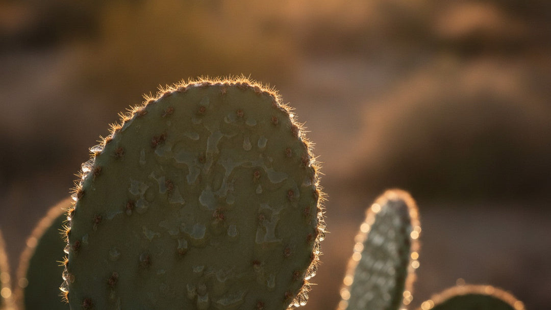Green nopal cactus pad with visible mucilaginous coating