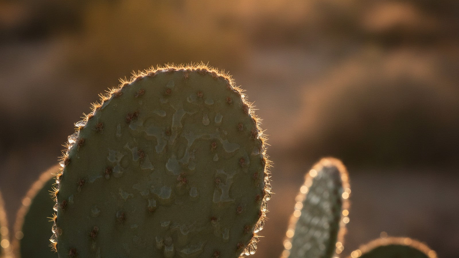 Green nopal cactus pad with visible mucilaginous coating