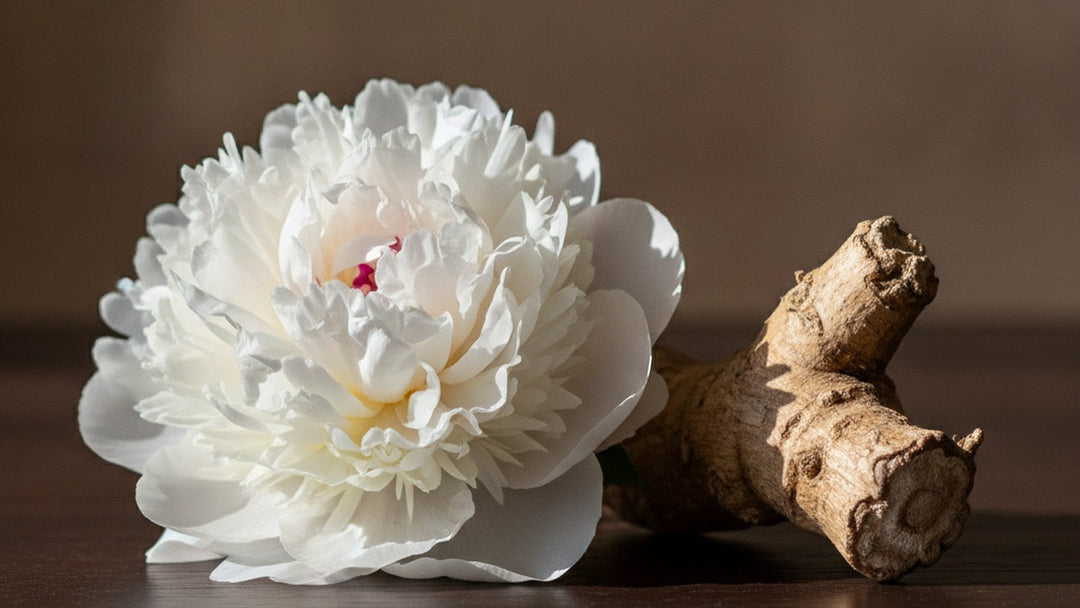 White peony flower next to dried peony root on dark wood
