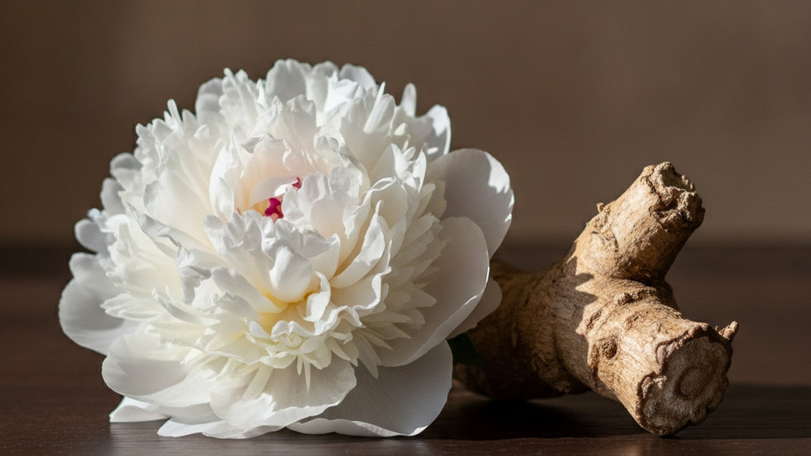 White peony flower next to dried peony root on dark wood