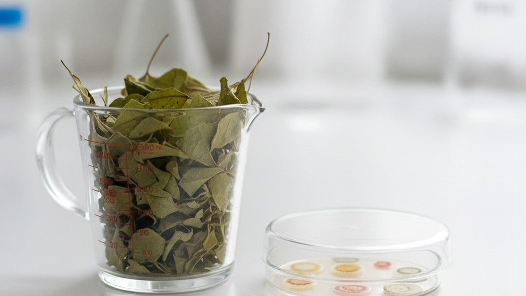 Dried senna leaves in measuring cup next to bacterial culture dish