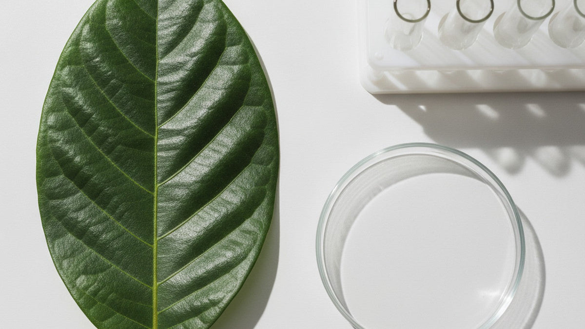 Soursop leaf on laboratory bench with petri dish and test tubes