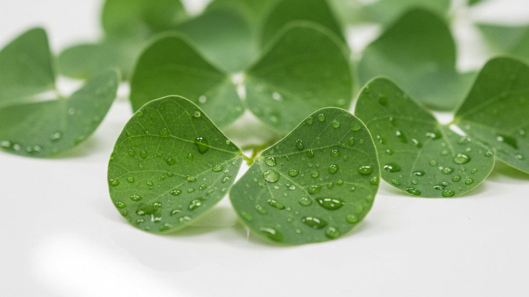 Kidney vine plant leaves with water droplets in laboratory setting