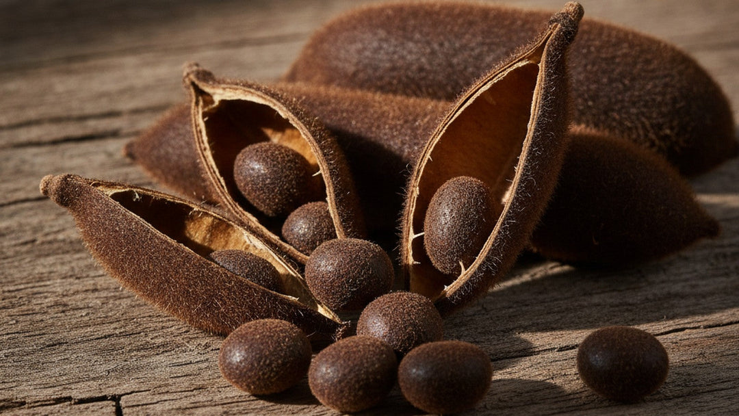 Mucuna pruriens seed pods and beans on wooden surface