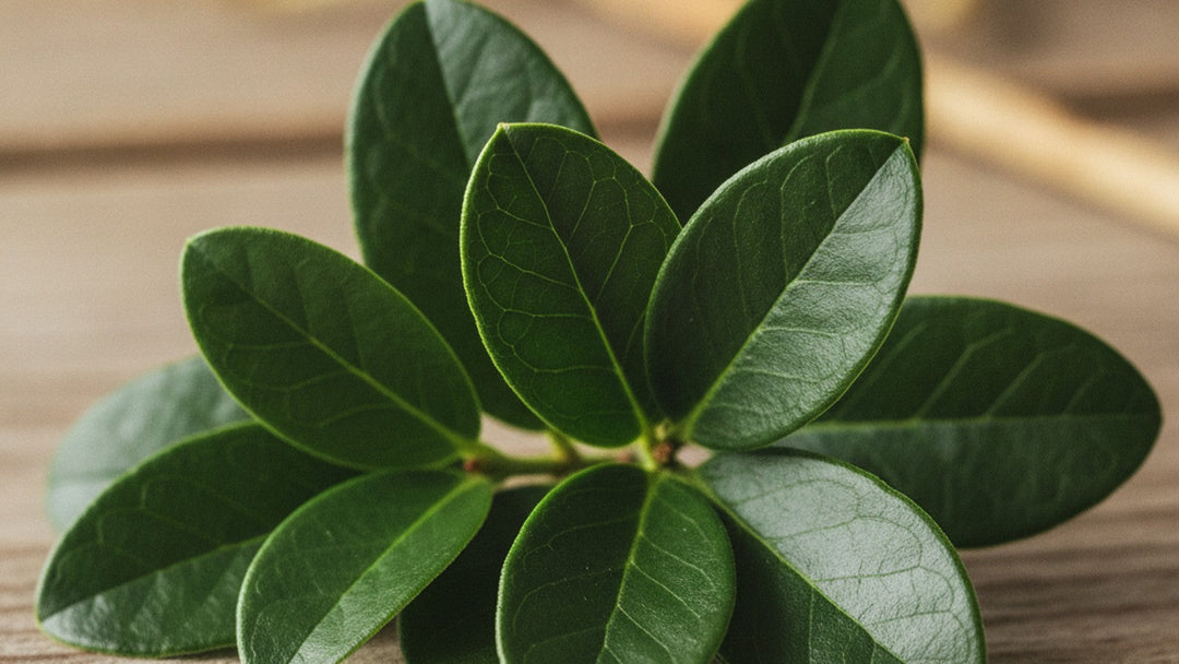 Fresh bearberry leaves on wooden surface