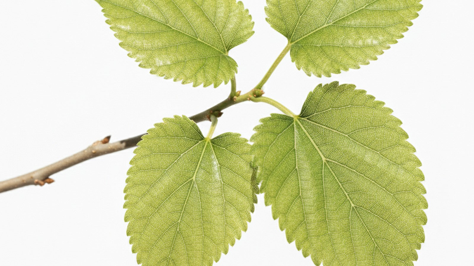 White mulberry leaves on branch against white background