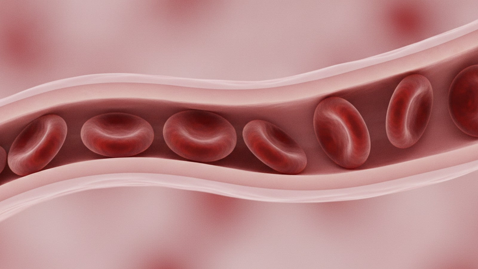 Microscopic view of blood cells moving through a capillary with endothelial wall visible
