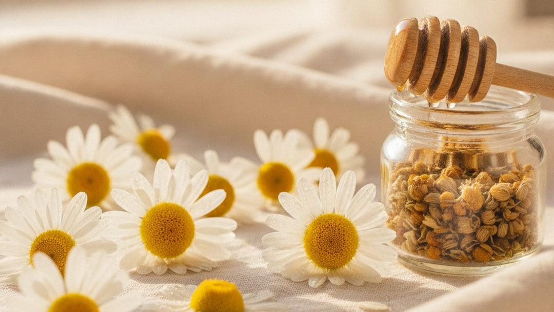 Fresh chamomile flowers with white petals and golden centers beside a glass jar of dried chamomile and a wooden honey dipper on cream linen