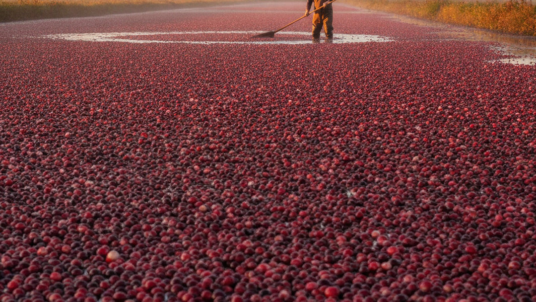 A farmer in waders rakes floating crimson cranberries across a flooded cranberry bog at golden hour