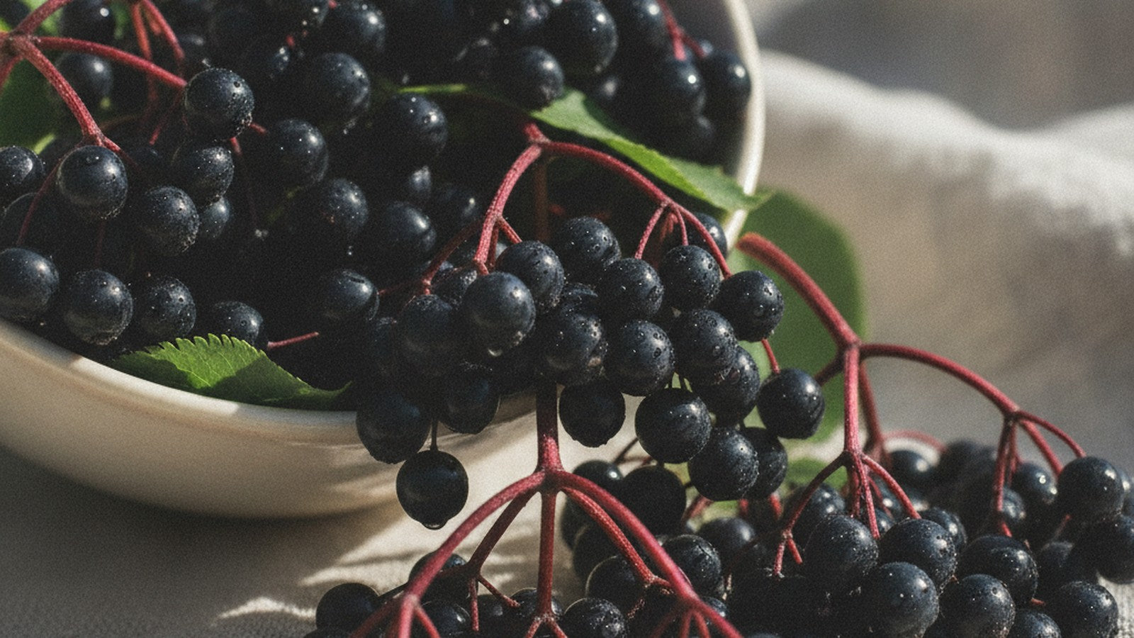 Fresh black elderberries on crimson stems spilling from a pale ceramic bowl onto light linen
