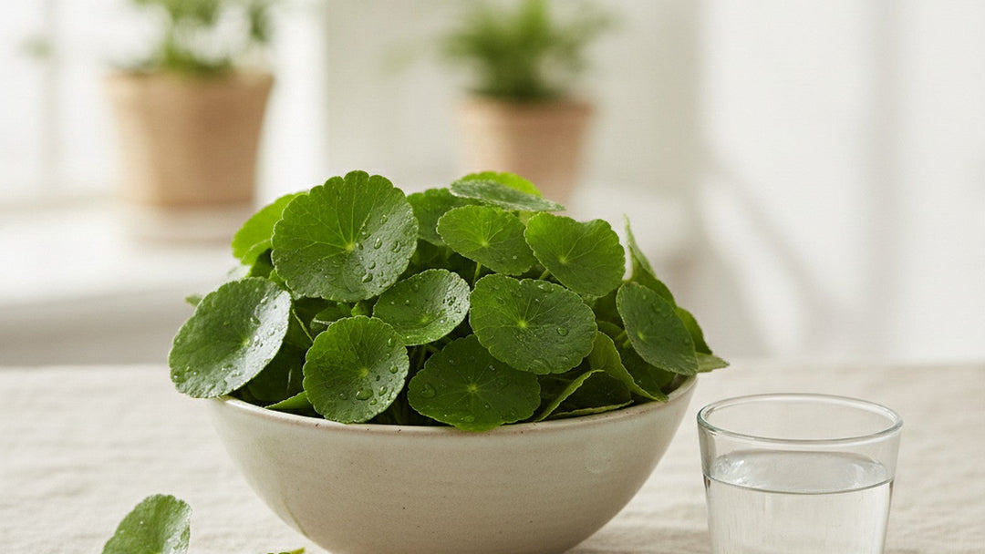 Fresh green gotu kola Centella asiatica pennywort leaves with water droplets in a pale ceramic bowl