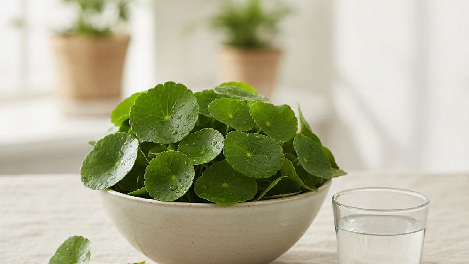 Fresh green gotu kola Centella asiatica pennywort leaves with water droplets in a pale ceramic bowl