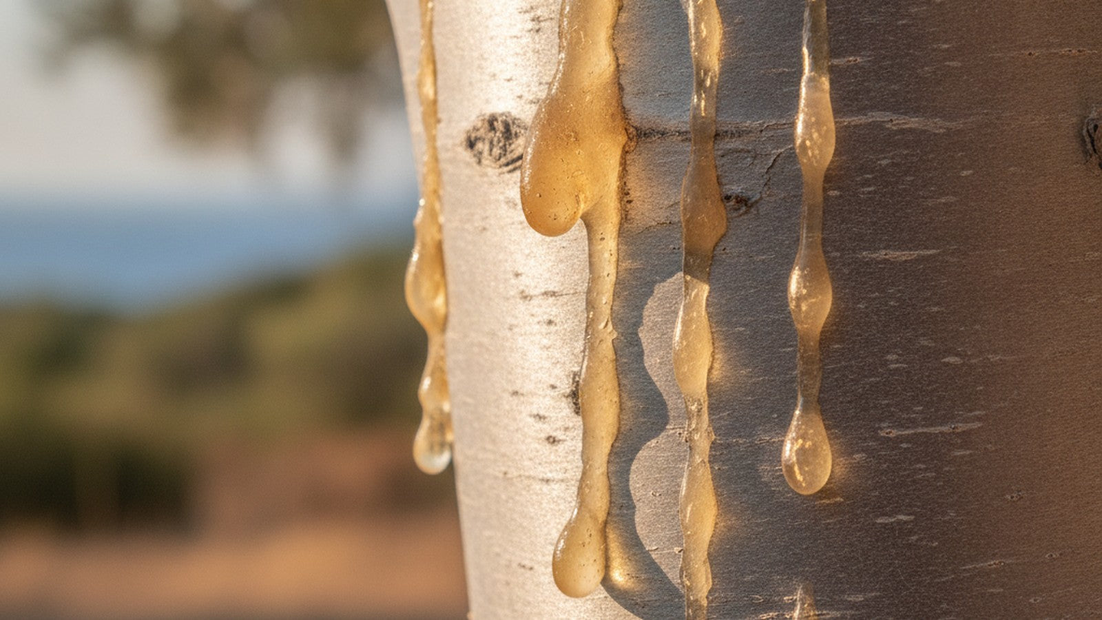 Amber mastic resin tears dripping down a mastic tree trunk in golden Greek sunlight