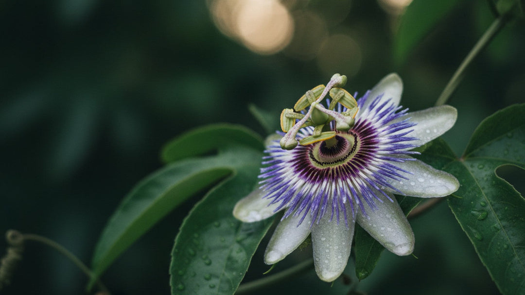 A dewy purple and white passionflower in full bloom on its green vine