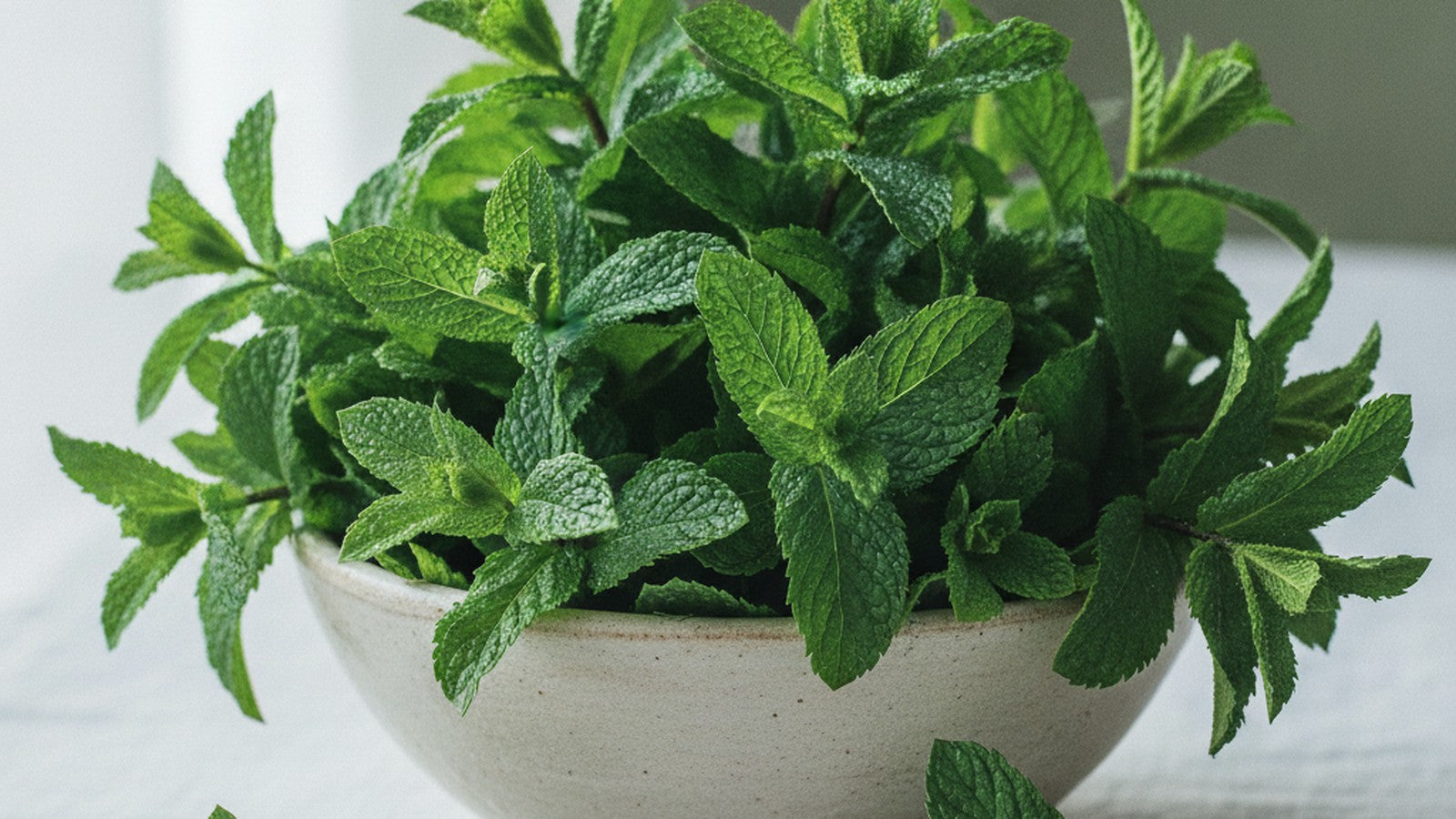 Fresh peppermint sprigs in a pale stoneware bowl on cool pale linen in bright natural light