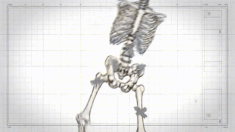 An animated GIF of a wobbly, cracked skeleton blueprint being magically reinforced with steel beams by an architect's ruler, symbolizing bone health support.