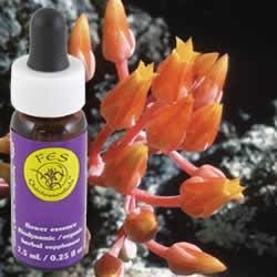 Flower Essence Services Supplement Dropper, Canyon Dudleya, 0.25 Ounce