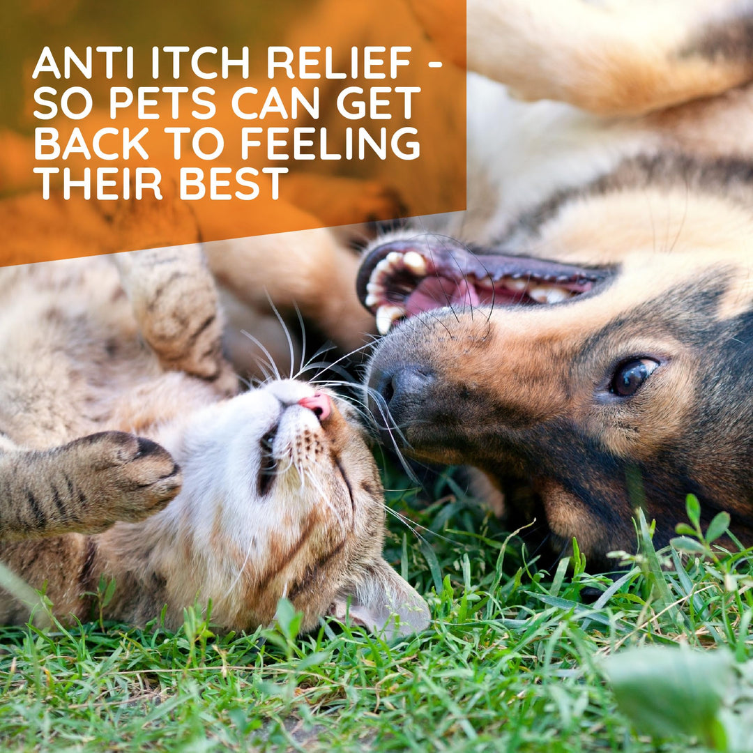 T-Relief Pet Allergy Support Drops for Dogs &amp; Cats Itchy Relief Supports Healthy Skin &amp; Coat Natural Medicine Helps Soothe Hot Spot Itching Paws Licking Runny Nose Sneezing Watery Eyes - 1.69 Fl oz