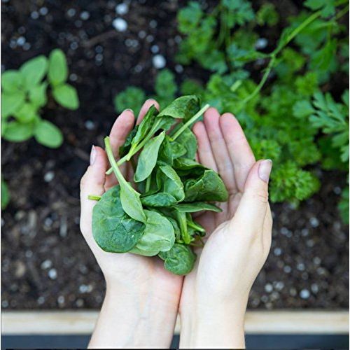 Amazing Grass Green Superfood Chocolate 28 oz 100 Servings - The Oasis of Health