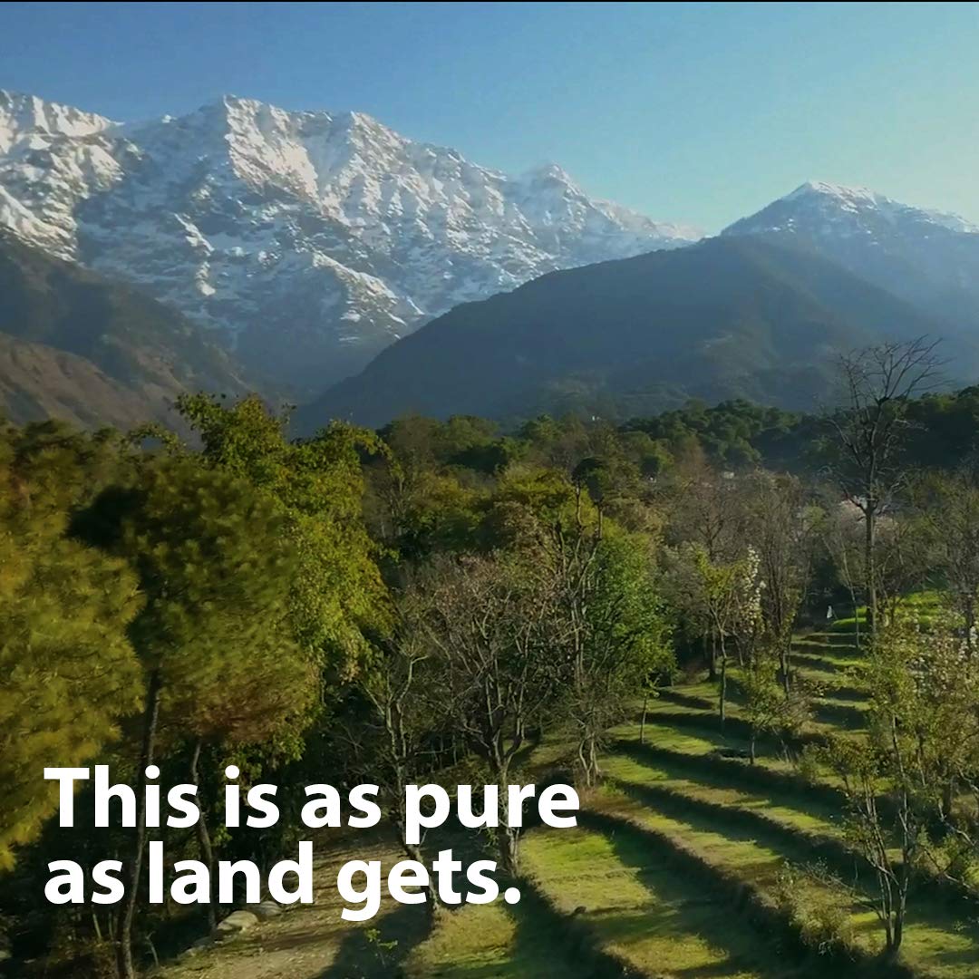 Ayush Herbs Ayu - Test Male Support 60 Vcaps - The Oasis of Health