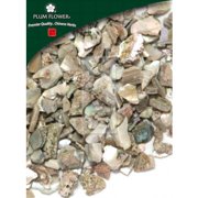 Plum Flower Abalone Shell Shi Jue Ming Cut From 1lb Bulk herb